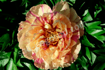 Пион Ито-гибрид Лоллипоп Paeonia itoh Lollipop