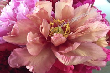 Пион Ито-гибрид Коппер Кеттл Paeonia itoh Kopper Kettle
