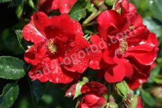 Роза почвопокровная Альпенглюэн Rose Alpengluhen