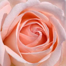 Роза чайно-гибридная Андрэ ле Нотр Rose hybrid tea Andre Le Notre