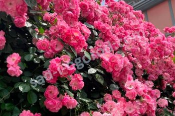 Роза флорибунда Анжела Rose floribunda Angela
