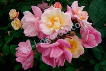 Роза Эприкот Беллз мускусный гибрид Rose Hybrid Musk Apricot Bells