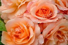 Роза флорибунда Априкола Rose Aprikola