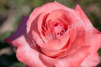 Роза чайно-гибридная Артюр Рэмбо Rose hybrid tea Arthur Rimbaud