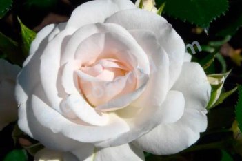 Роза почвопокровная Аспирин-Розе Rose Aspirin Rose