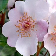Роза флорибунда Астрономия Rose Astronomia
