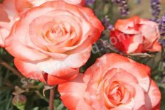 Роза шраб Ауф ди Фройндшафт Rose Auf Die Freundschaft