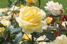 Роза чайно-гибридная Авек Амор Rose hybrid tea Avec Amour