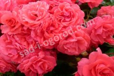 Роза флорибунда Бад Бирнбах / Бонапарт Rose Bad Birnbach/ Bonapart