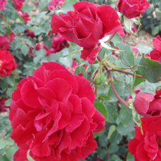 Роза плетистая Байкал Rosa climbing Baikal