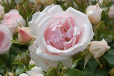 Роза флорибунда Балладе Rose Ballade