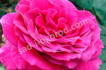 Роза чайно-гибридная Биг Пёрпл Rose hybrid tea Big Purple