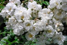 Роза Бобби Джеймс