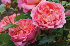Роза английская Боскебел Rose Boscobel