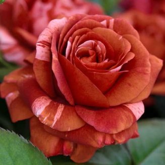 Роза плетистая Брауни Rosa climbing Brownie