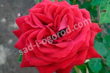 Роза чайно-гибридная Бургунд 81 Rose hybrid tea Burgund 81