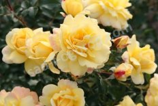 Роза почвопокровная Кандела Rose Candela