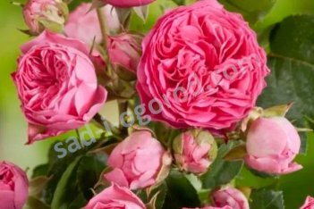 Роза флорибунда Канди Рококо Rose Candy Rokoko