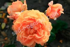 Роза чайно-гибридная Капри Rose hybrid tea Capri