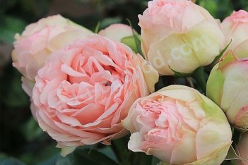 Роза чайно-гибридная Чарминг Пиано Rose hybrid tea Charming Piano