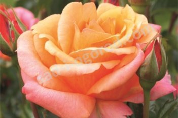 Роза чайно-гибридная Черри Брэнди 85 Rose hybrid tea Cherry Brandy 85