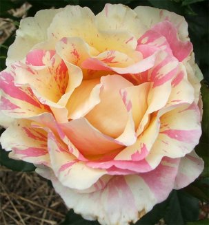 Роза чайно-гибридная Клод Моне Rose hybrid tea Claude Monet