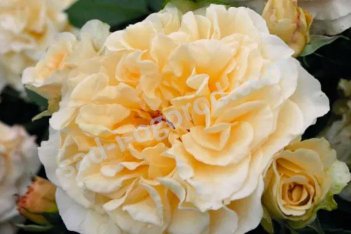 Роза чайно-гибридная Комтесса Rose hybrid tea Comtessa