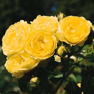 Роза флорибунда Комтесс дю Барри Rose Comtesse Du Barry