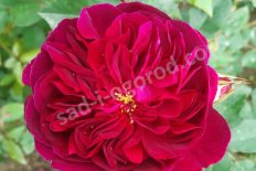 Роза английская Дарси Бассел Rose Darcey Bussell