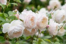 Роза английская Дездемона Rose Desdemona