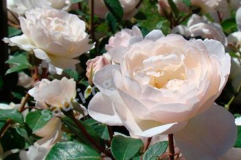 Роза английская Дездемона Rose Desdemona