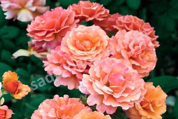 Роза флорибунда Изи Даз Ит Rosa Easy Does It