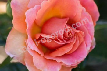 Роза флорибунда Изи Даз Ит Rosa Easy Does It