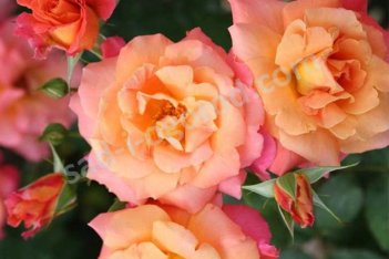 Роза шраб Фрайзингер Моргенроте Rose Freisinger Morgenrote