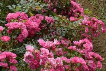 Роза шраб Фуксия Мейандекор Rose Fuchsia Meillandecor