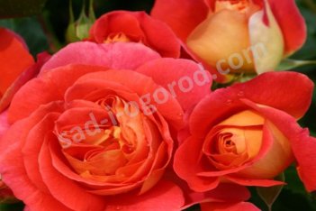 Роза флорибунда Гебрюдер Гримм Rose Gebruder Grimm