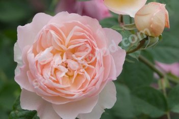 Роза английская Джентл Гермион Rose Gentle Hermione
