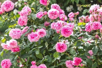 Роза английская Гертруда Джекил Rose Gertrude Jekyll