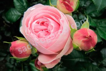 Роза плетистая Джардина Rose climbing Giardina