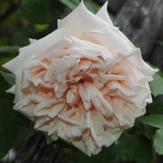 Роза чайно-гибридная Глуар де Дижон Rose hybrid tea Gloire de Dijon