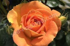 Роза флорибунда Гольдэльзе Rose Goldelse