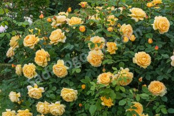 Роза английская Голден Селебрэйшн Rose Golden Celebration