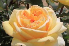 Роза чайно-гибридная Голден Моника Rose hybrid tea Golden Monica