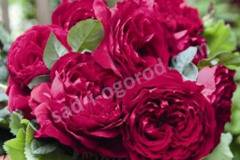Роза чайно-гибридная Госпел Rose hybrid tea Gospel
