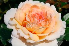 Роза чайно-гибридная Гроссгерцогин Луиза Rose hybrid tea Grossherzogin Luise