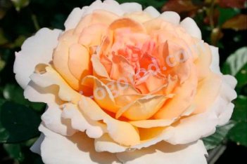 Роза чайно-гибридная Гроссгерцогин Луиза Rose hybrid tea Grossherzogin Luise