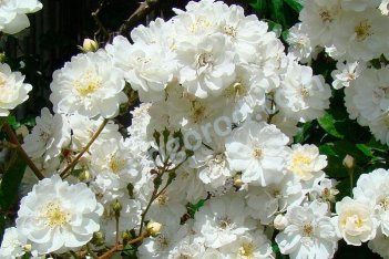 Роза Гирлянд д`Амур мускусный гибрид Rose Hybrid Musk Guirlande d'Amour