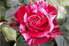 Роза чайно-гибридная Анри Матисс Rose hybrid tea Henri Matiss