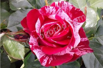 Роза чайно-гибридная Анри Матисс Rose hybrid tea Hendri Matiss