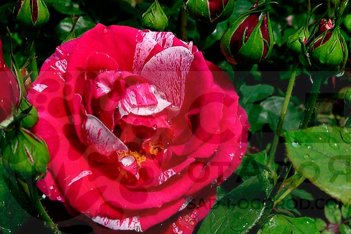 Роза чайно-гибридная Анри Матисс Rose hybrid tea Henri Matiss